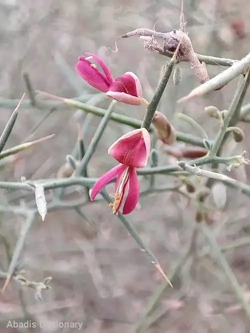 خارشتر ایرانی